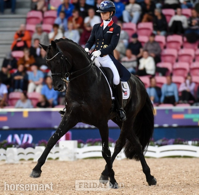 "JDS GLANZETTI " Black Mare Dressage Horse - Horses in Whitchurch