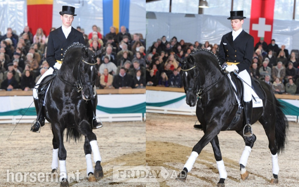 "JDS GLANZETTI " Black Mare Dressage Horse - Horses
