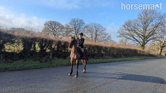 "Jack" Bay Gelding Project Horse