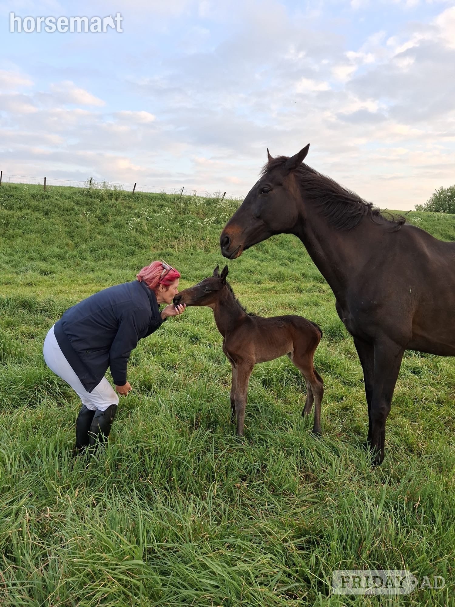 "Feuille de lune" Bay Mare Broodmare in Peterborough