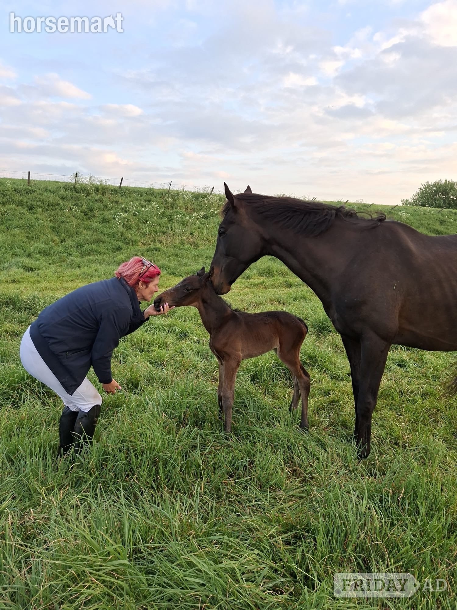 "Feuille de lune" Bay Mare Broodmare