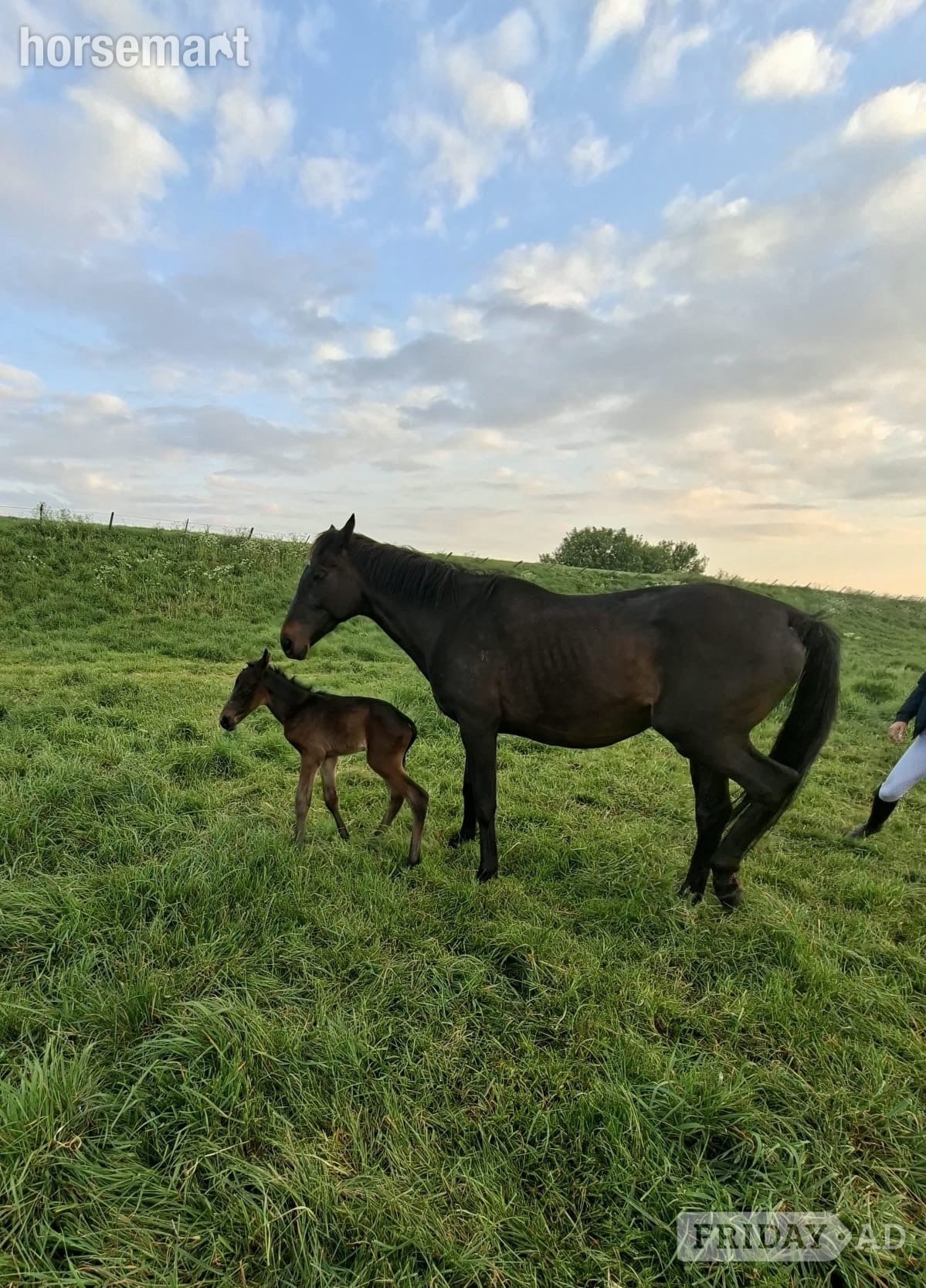 Peterborough "Feuille de lune" Bay Mare Broodmare