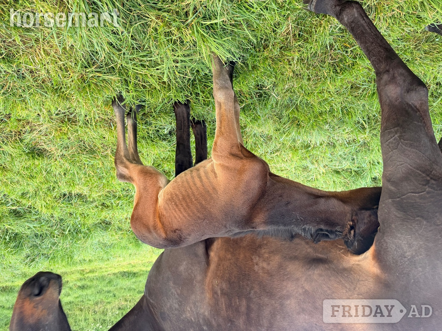 "Feuille de lune" Bay Mare Broodmare - Horses