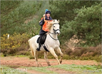 "mayday Dan" Grey Gelding Happy Hacker