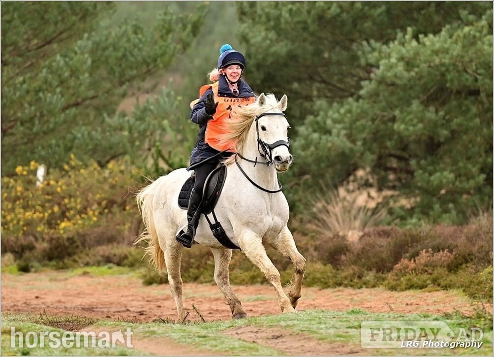 "mayday Dan" Grey Gelding Happy Hacker in Oxted
