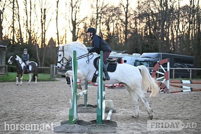"mayday Dan" Grey Gelding Happy Hacker