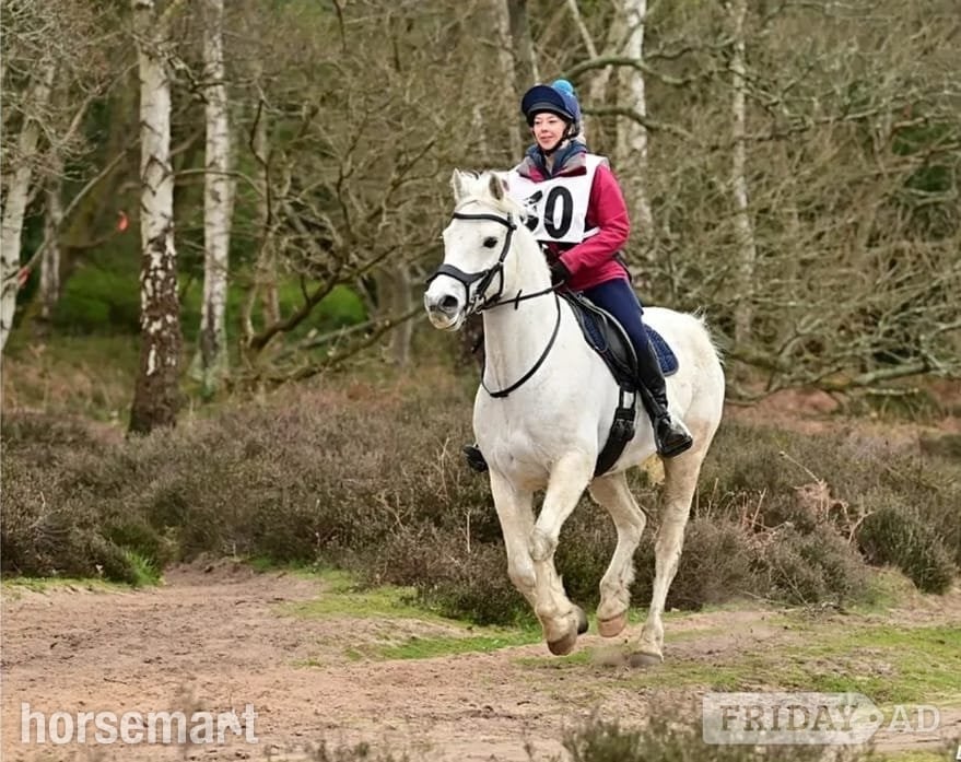 Oxted "mayday Dan" Grey Gelding Happy Hacker