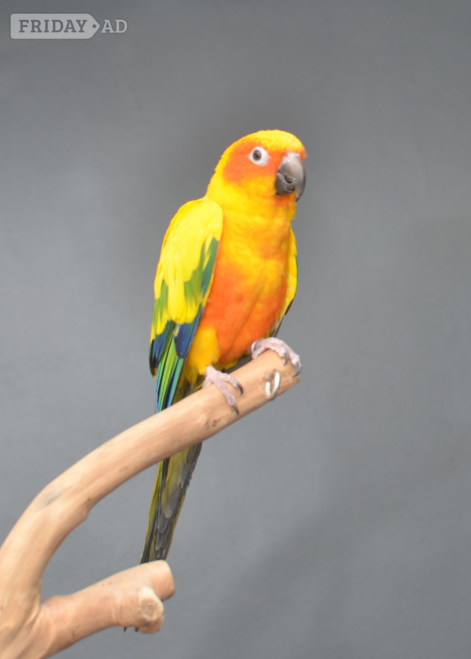 Baby Sun Conures in Birmingham