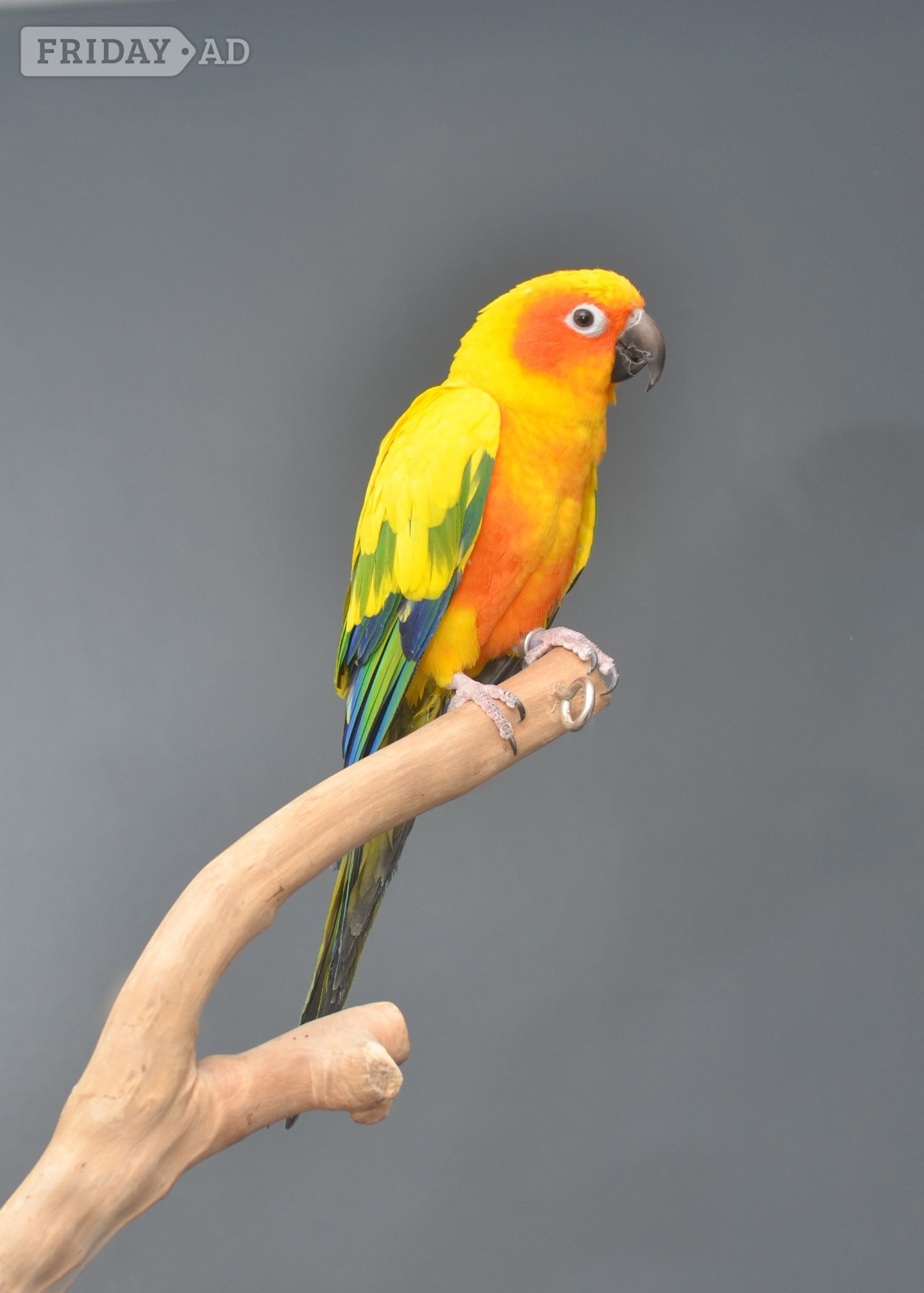 Baby Sun Conures