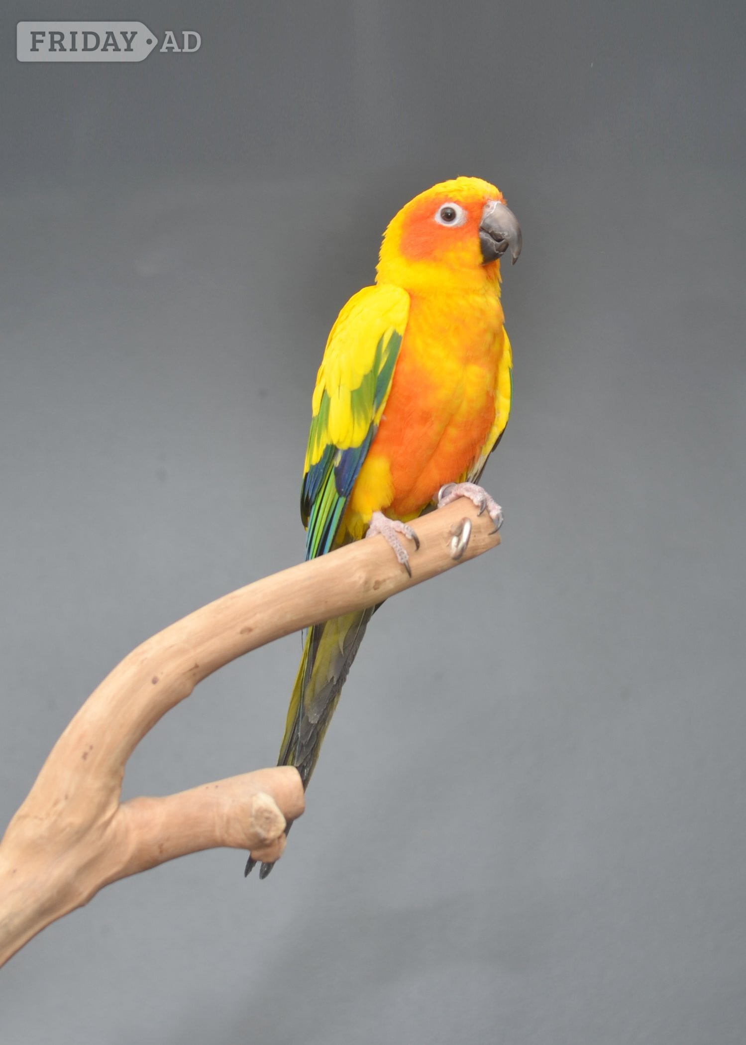 Birmingham Baby Sun Conures