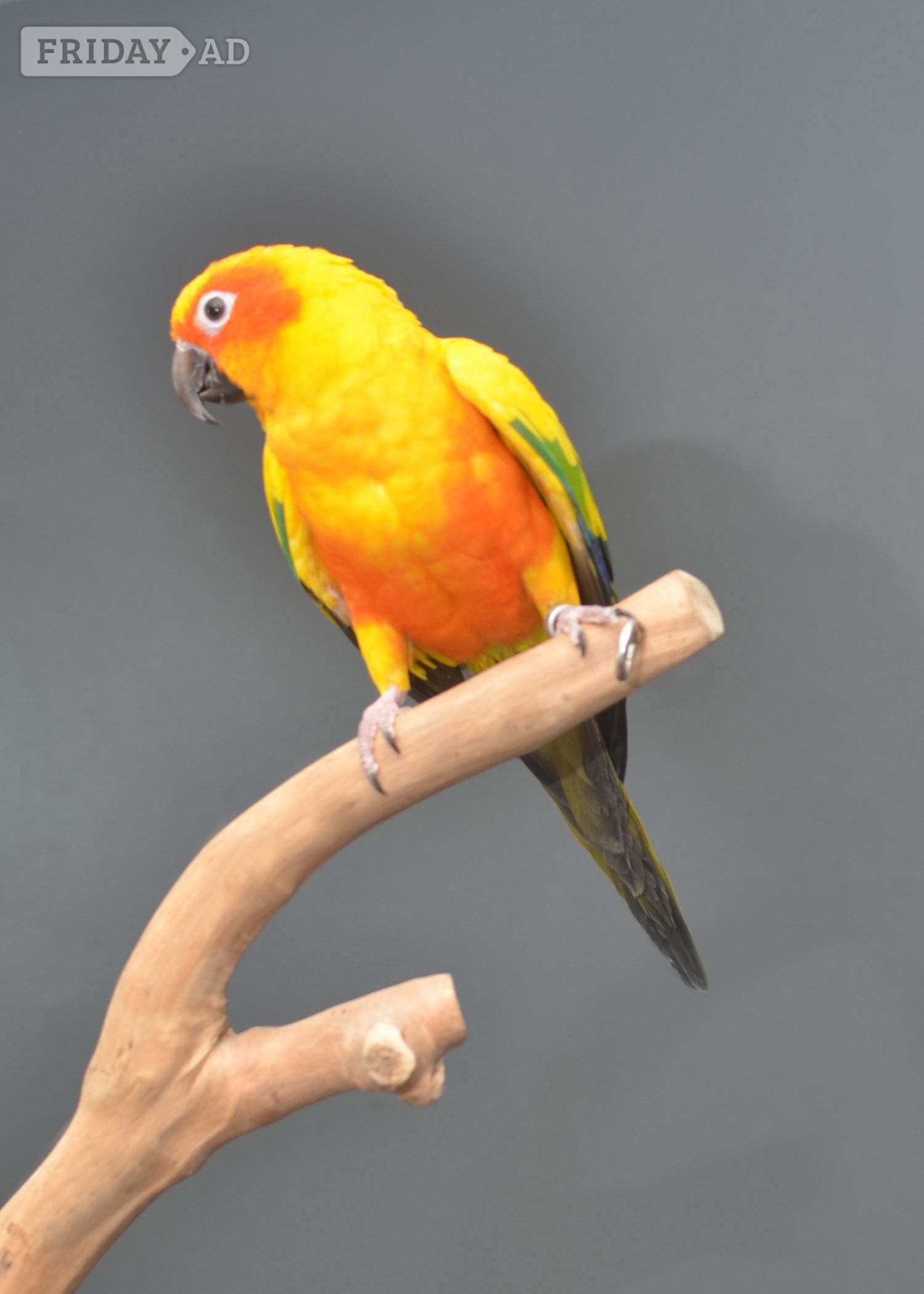 Baby Sun Conures - Birds in Birmingham
