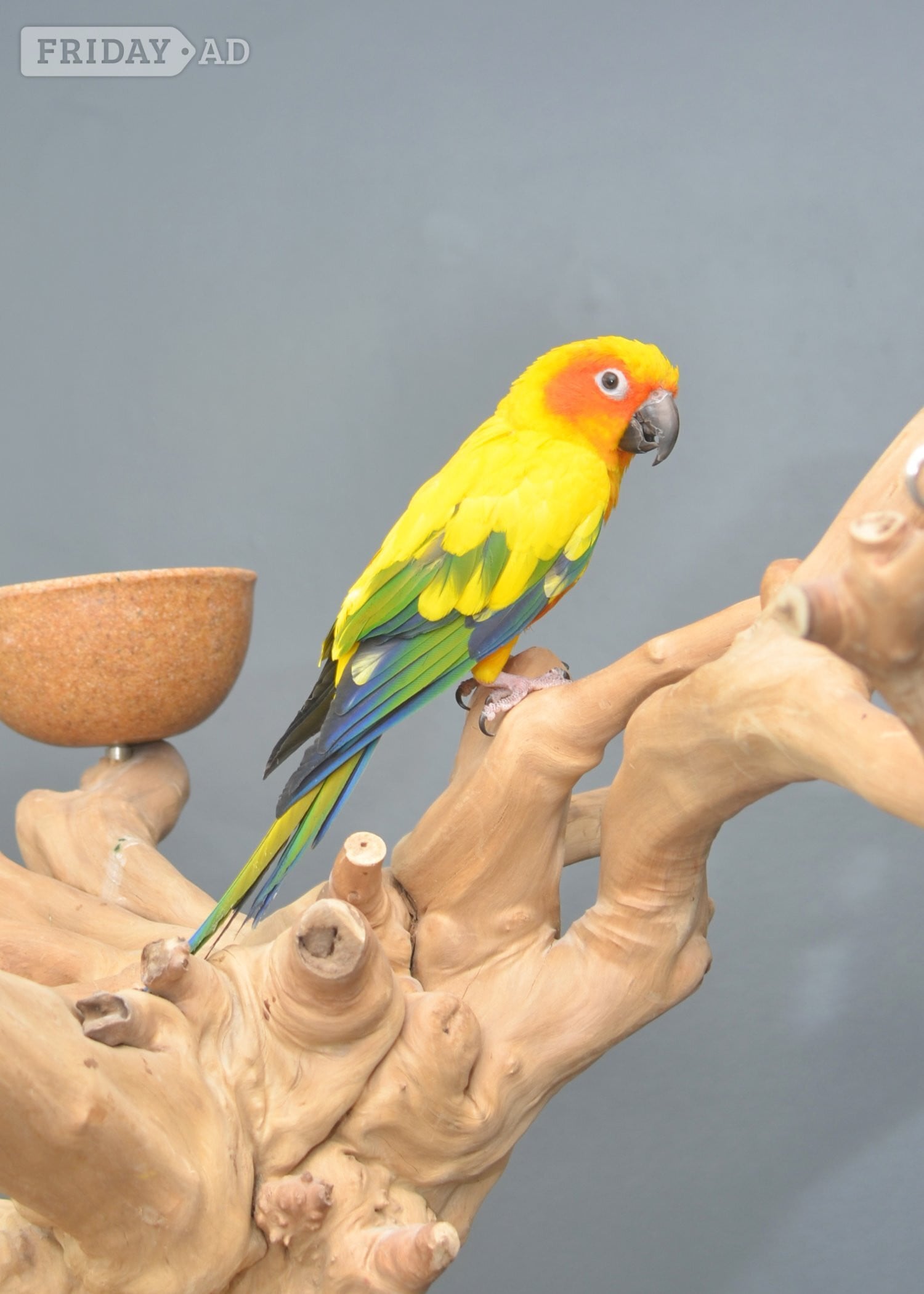 Baby Sun Conures - Birds