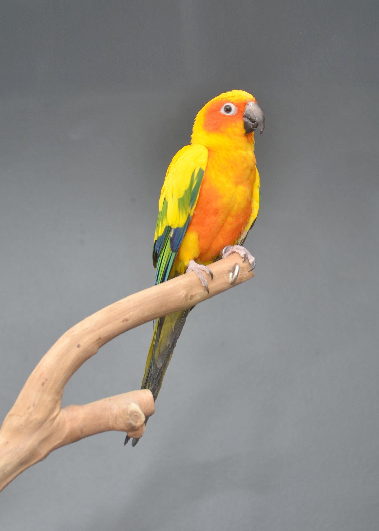 Birmingham Baby Sun Conures