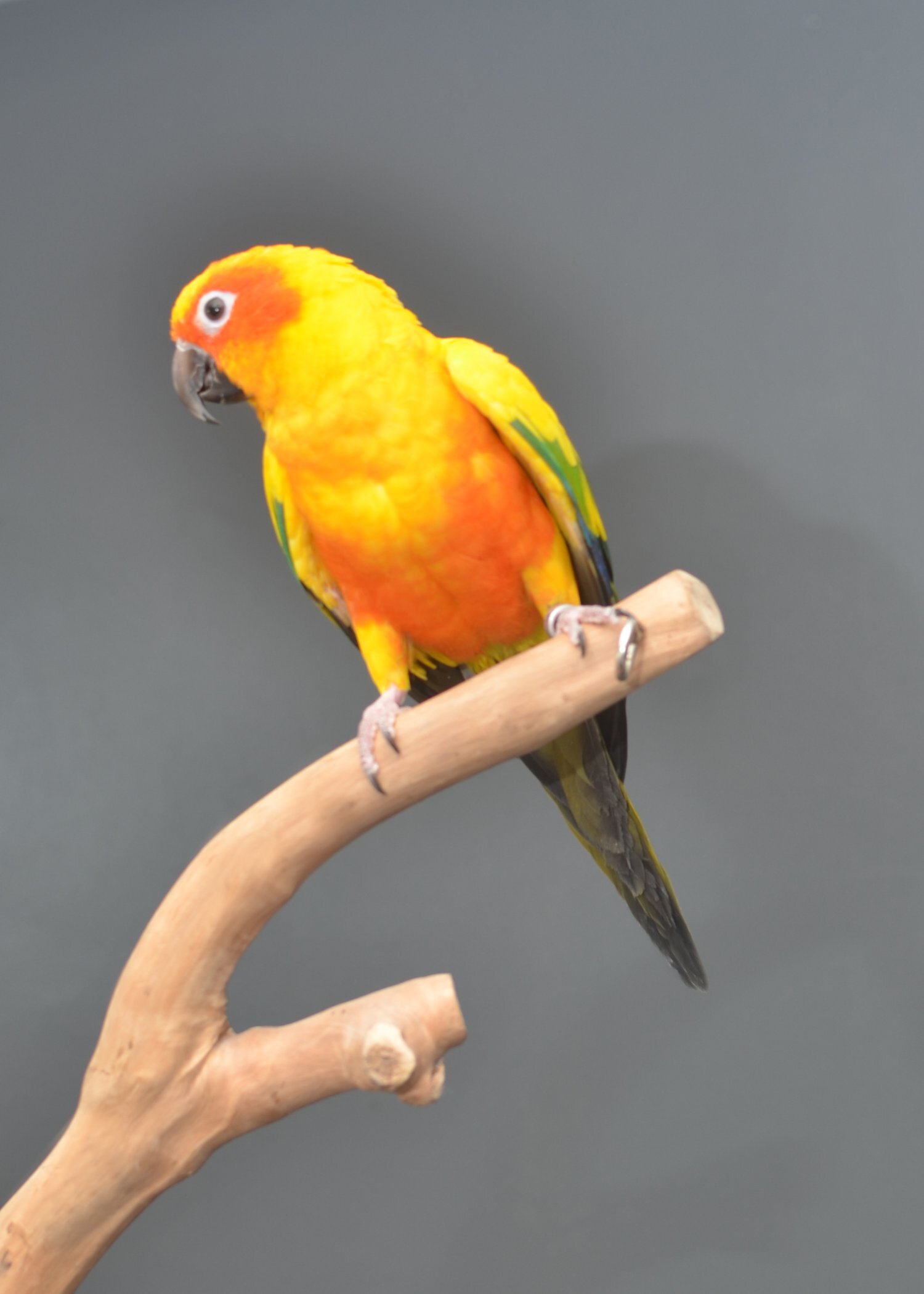 Baby Sun Conures - Birds in Birmingham