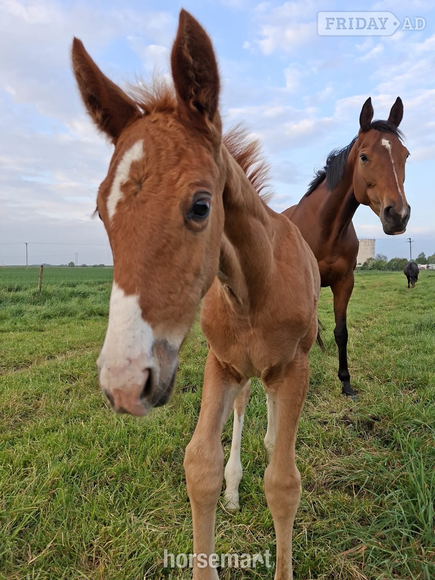 "Pollyonesock" Bright Bay Mare Broodmare
