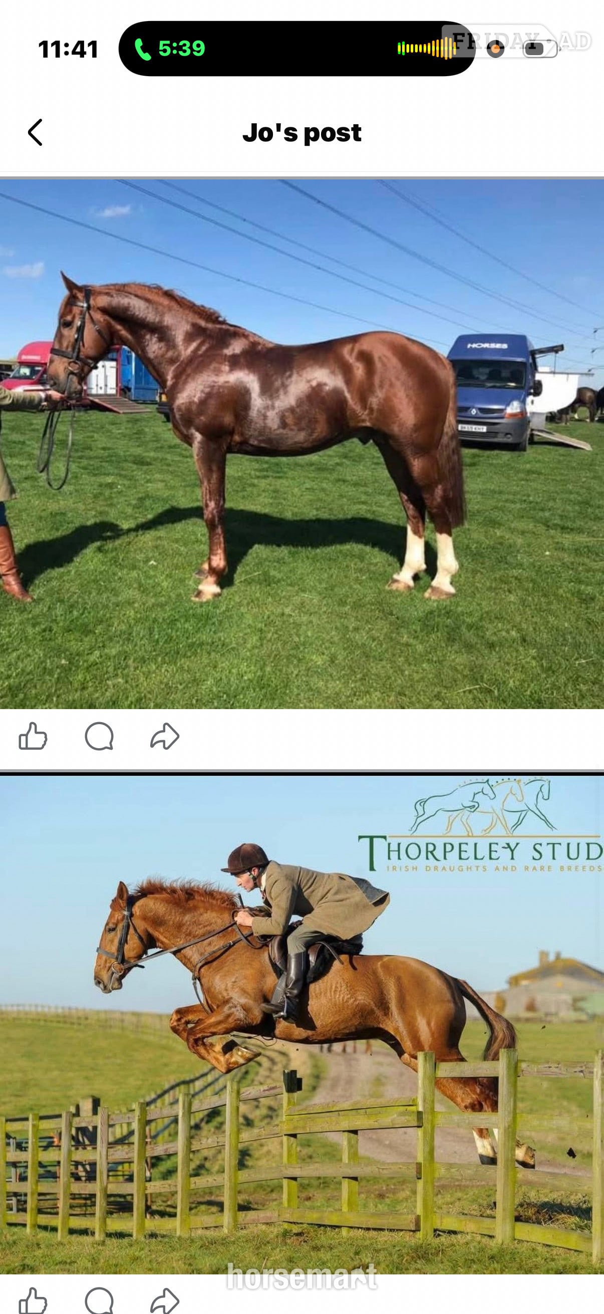 "Pollyonesock" Bright Bay Mare Broodmare - Horses