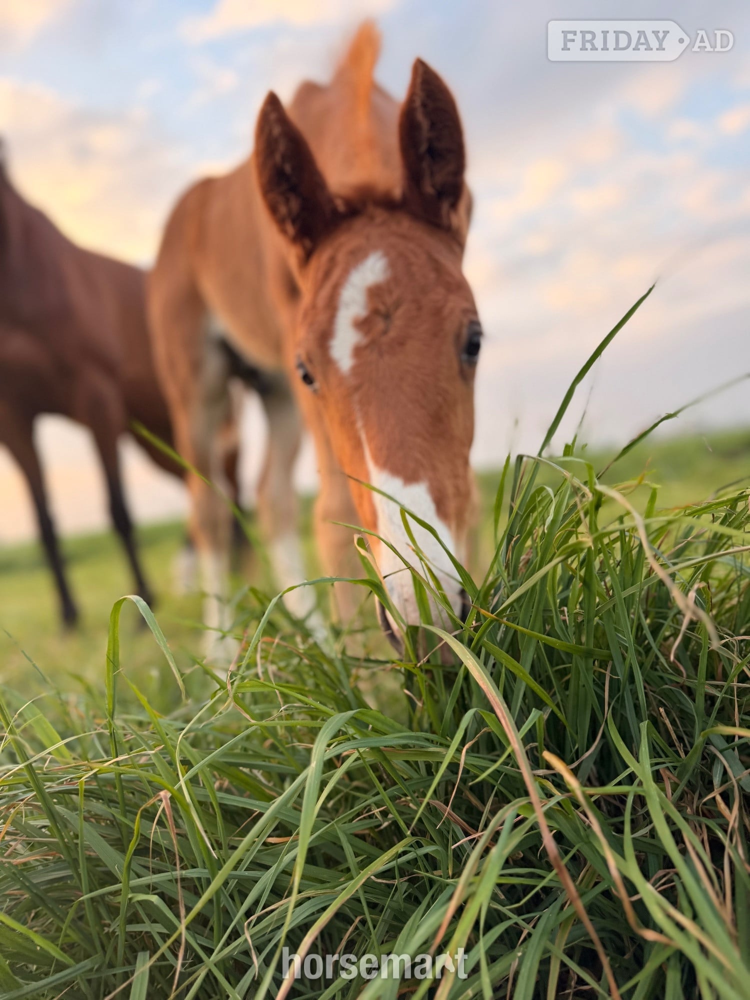 Peterborough "Pollyonesock" Bright Bay Mare Broodmare