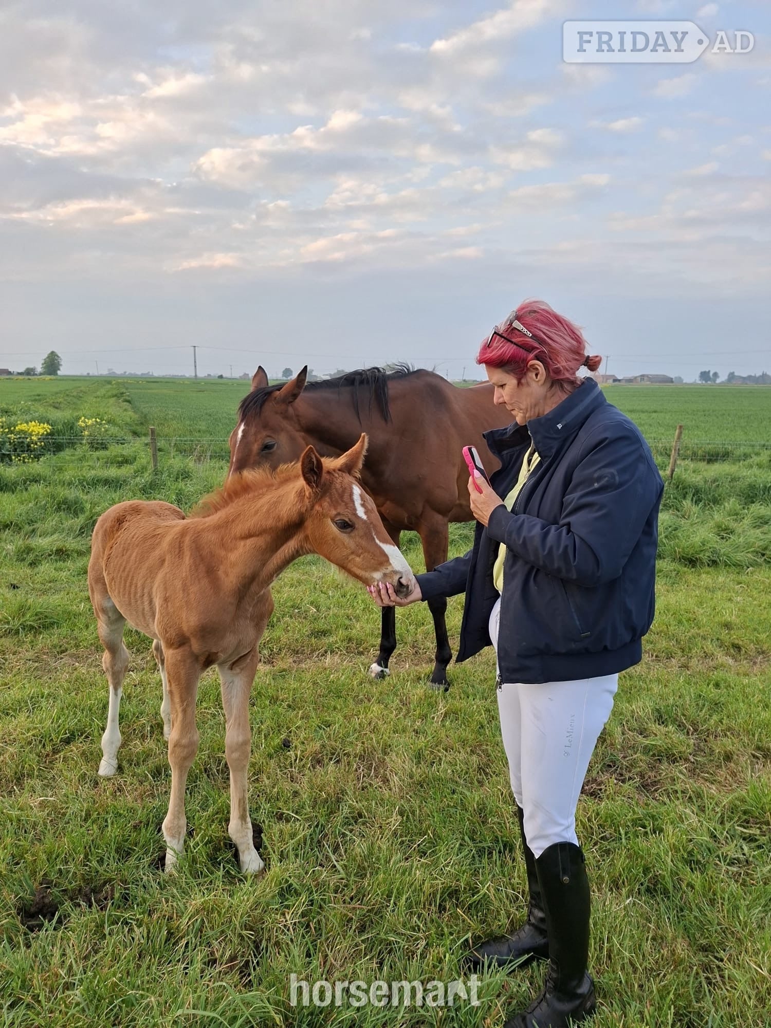 "Pollyonesock" Bright Bay Mare Broodmare in Peterborough
