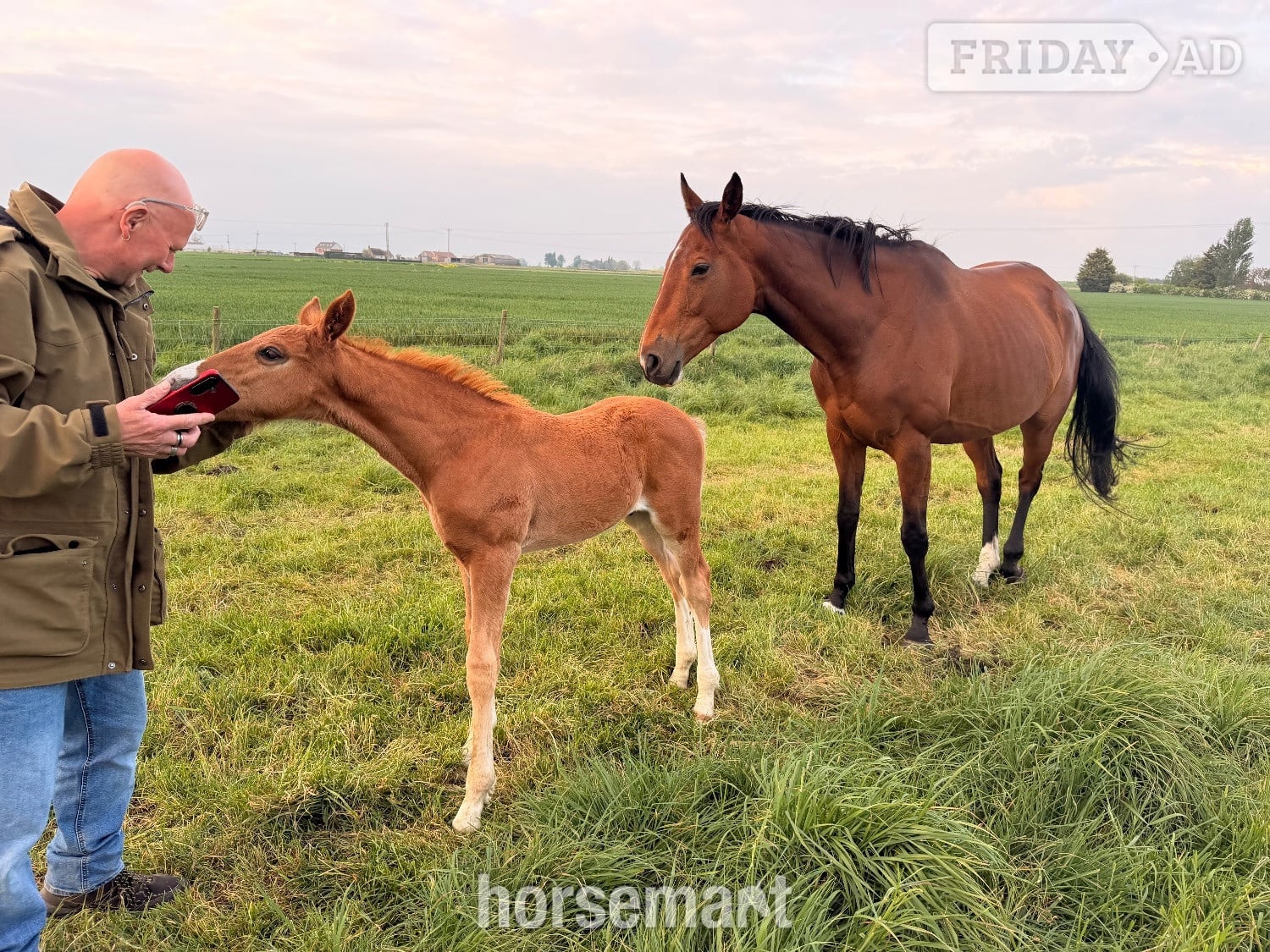 "Pollyonesock" Bright Bay Mare Broodmare - Horses in Peterborough
