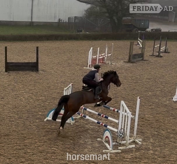 "LEVITA PROOSTHOF Z" Bay Mare All Rounder