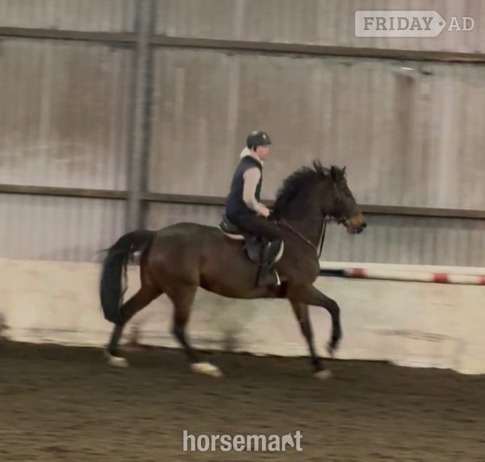 Pontypridd "LEVITA PROOSTHOF Z" Bay Mare All Rounder