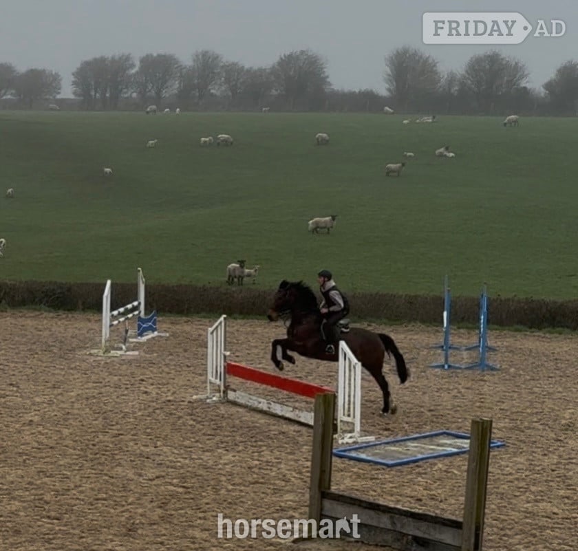 "LEVITA PROOSTHOF Z" Bay Mare All Rounder -  in Pontypridd
