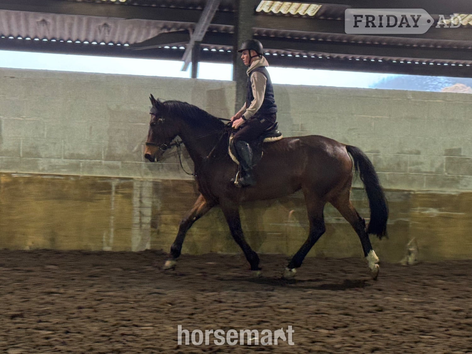 "LEVITA PROOSTHOF Z" Bay Mare All Rounder - 