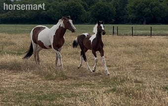 "Unnamed" Skewbald Colt Youngstock / Foal