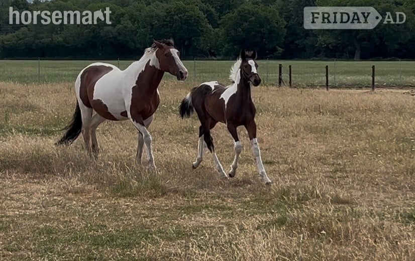 "Unnamed" Skewbald Colt Youngstock / Foal in Reading