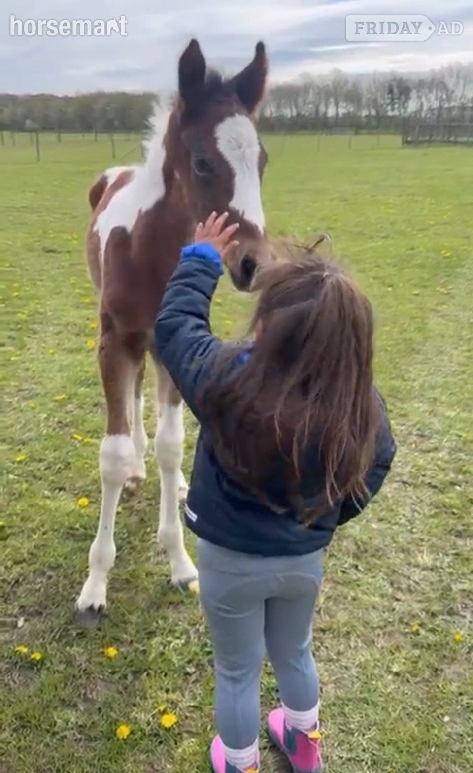 "Unnamed" Skewbald Colt Youngstock / Foal