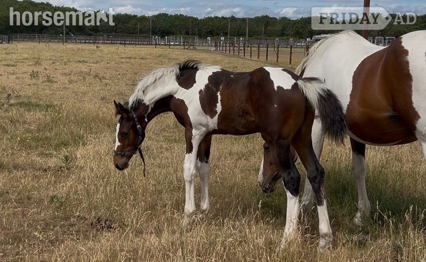 Reading "Unnamed" Skewbald Colt Youngstock / Foal