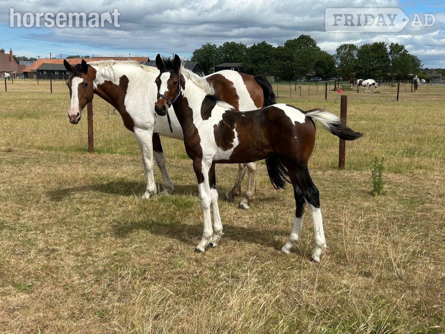 "Unnamed" Skewbald Colt Youngstock / Foal - Horses in Reading