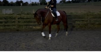 "Hugo (Huge Goes There)" Bay Gelding All Rounder