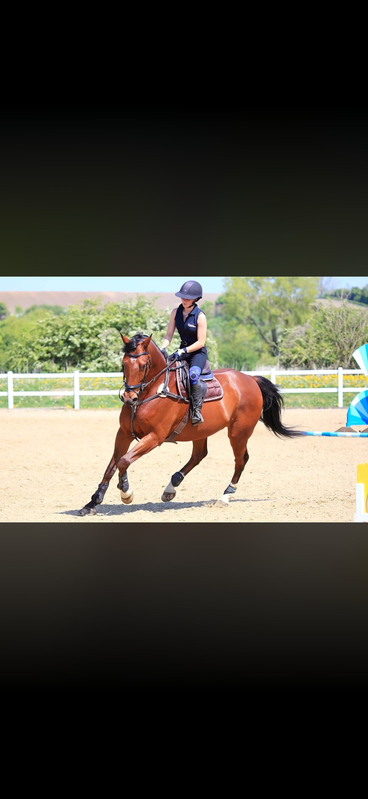 "Hugo (Huge Goes There)" Bay Gelding All Rounder - Horses in Barley