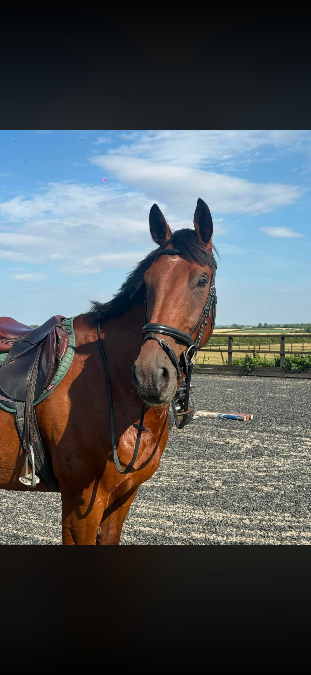 "Hugo (Huge Goes There)" Bay Gelding All Rounder - Horses