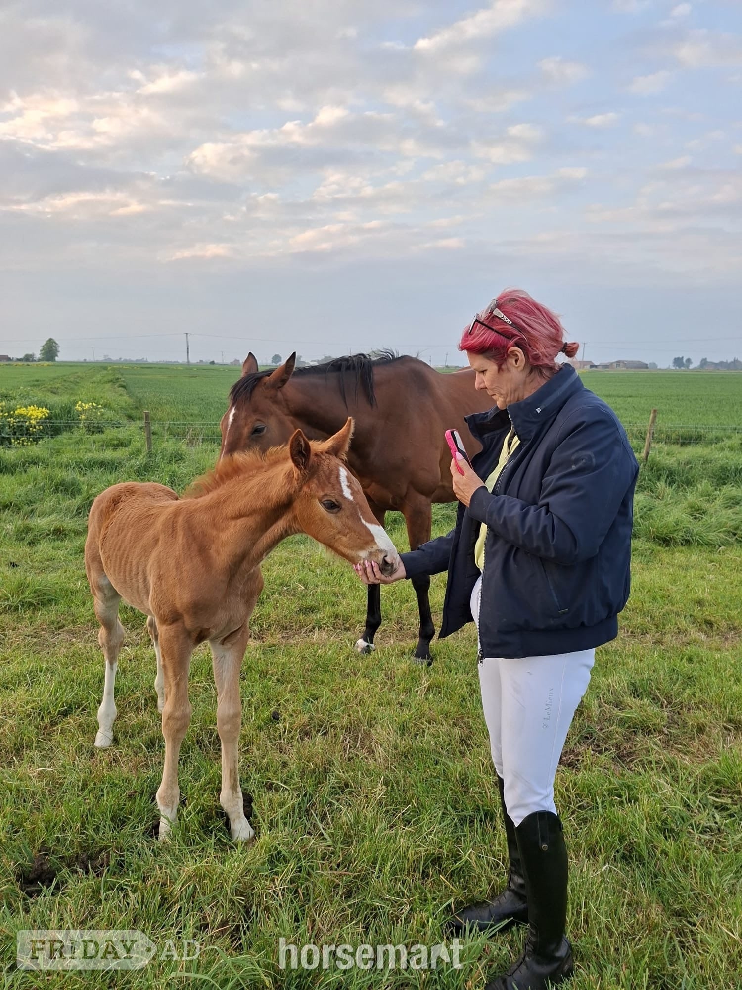 "Pollyonesock" Bright Bay Mare Broodmare in Peterborough
