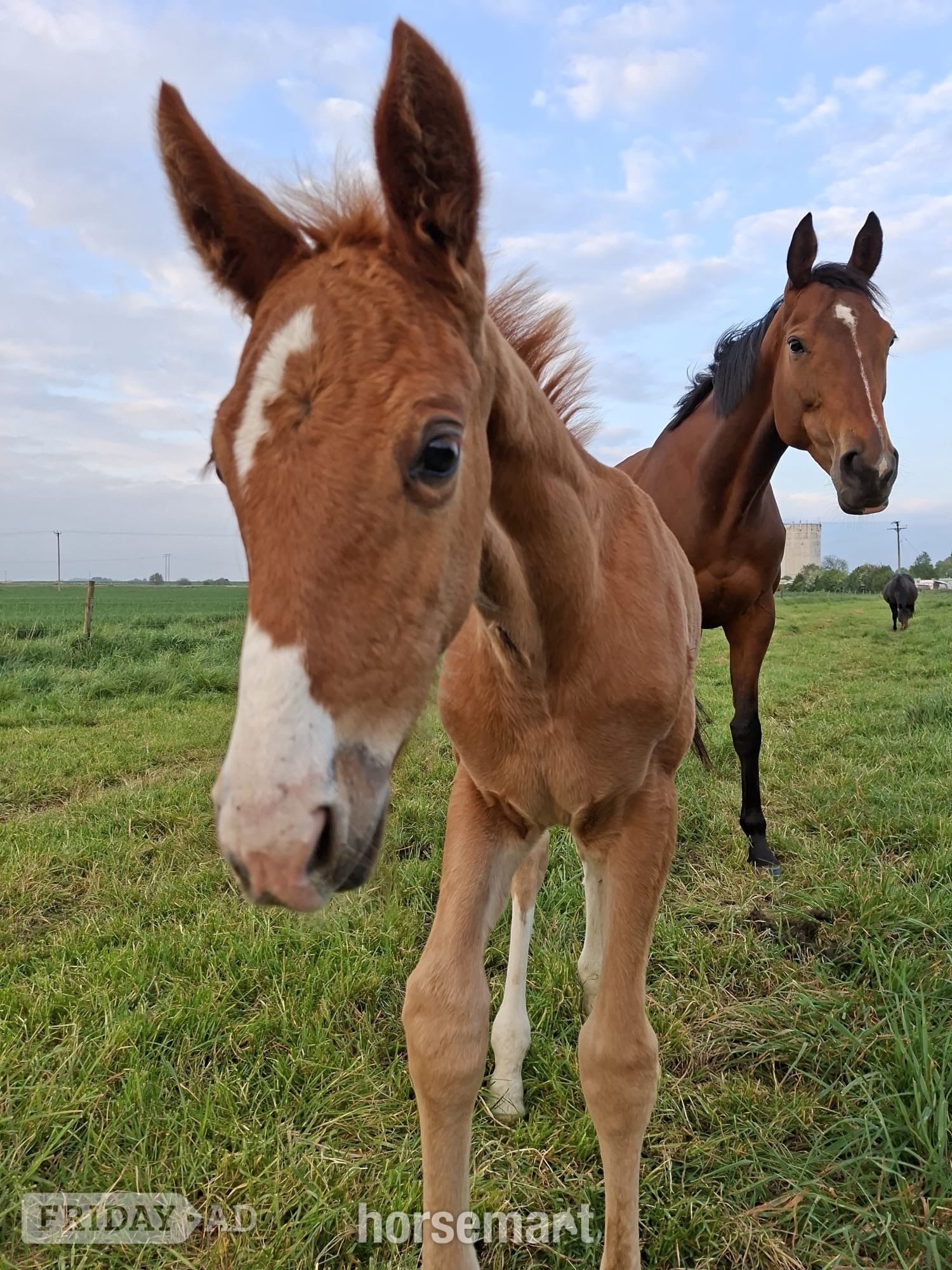 "Pollyonesock" Bright Bay Mare Broodmare