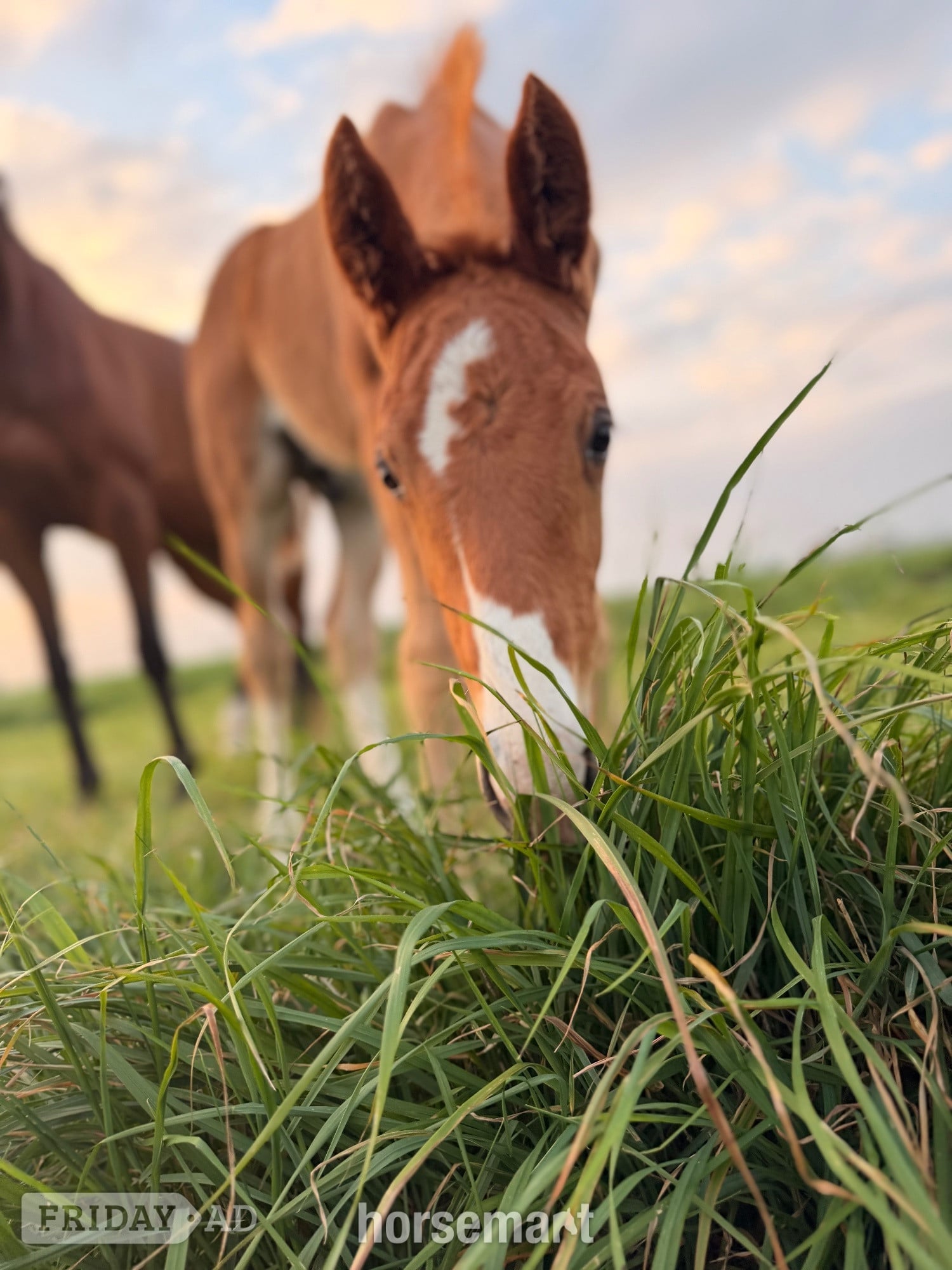 Peterborough "Pollyonesock" Bright Bay Mare Broodmare