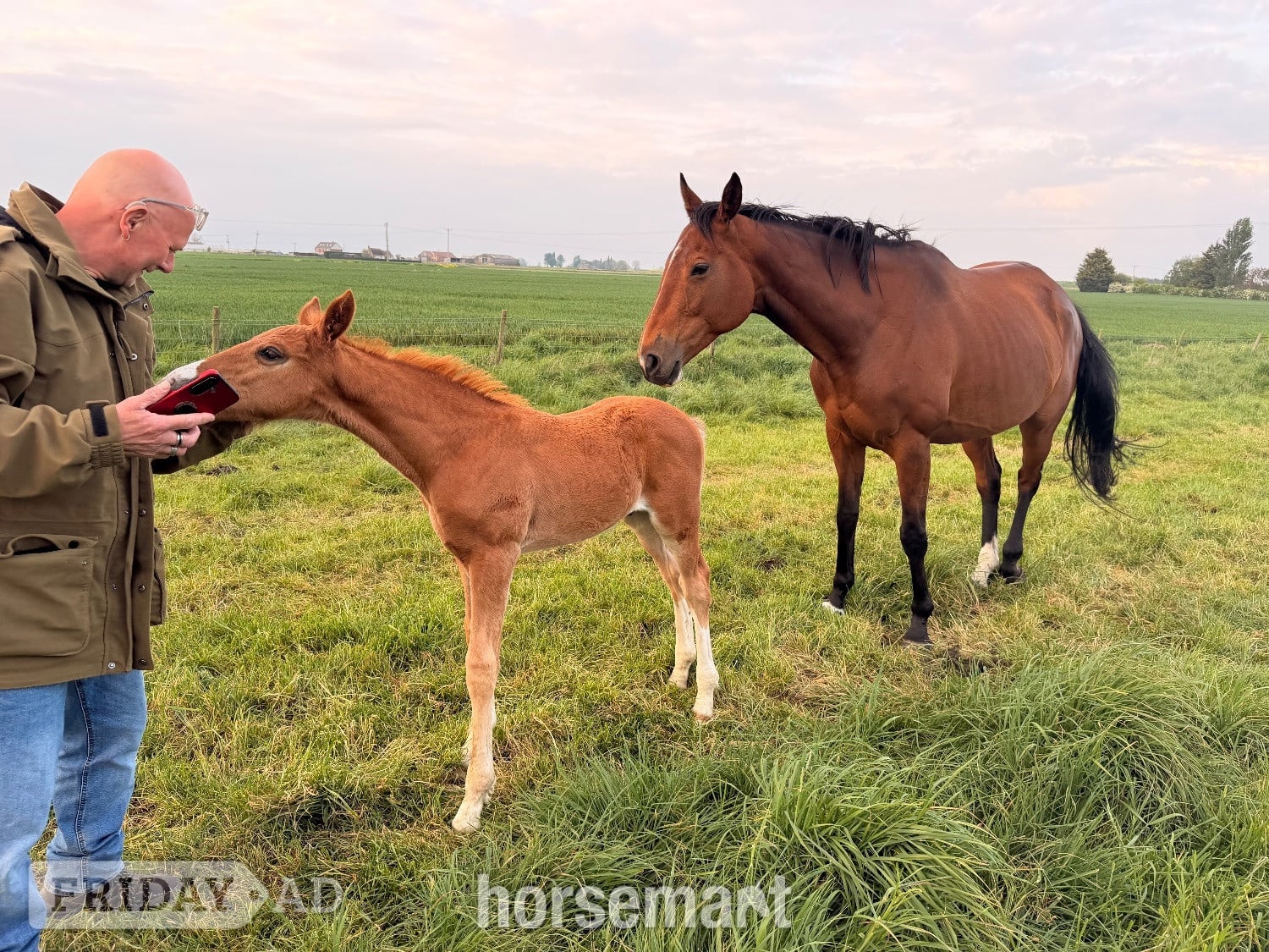 "Pollyonesock" Bright Bay Mare Broodmare - Horses in Peterborough