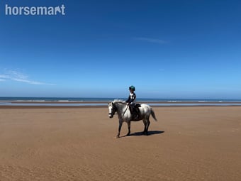 "Badger" Few Spot Gelding All Rounder