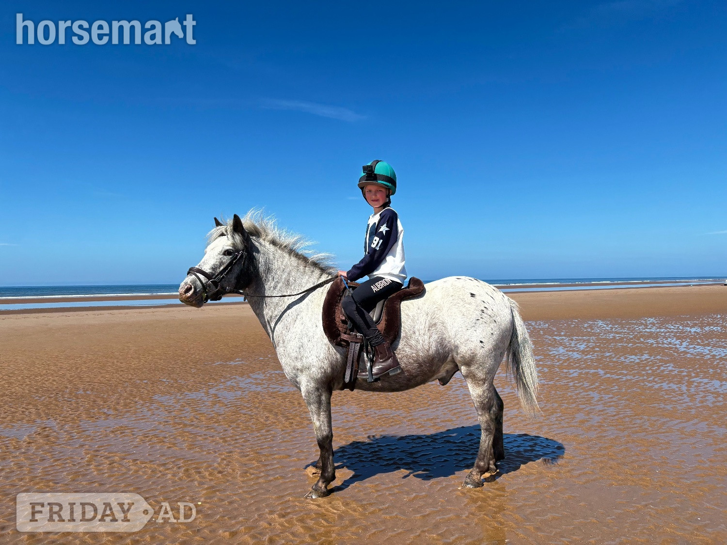 "Badger" Few Spot Gelding All Rounder