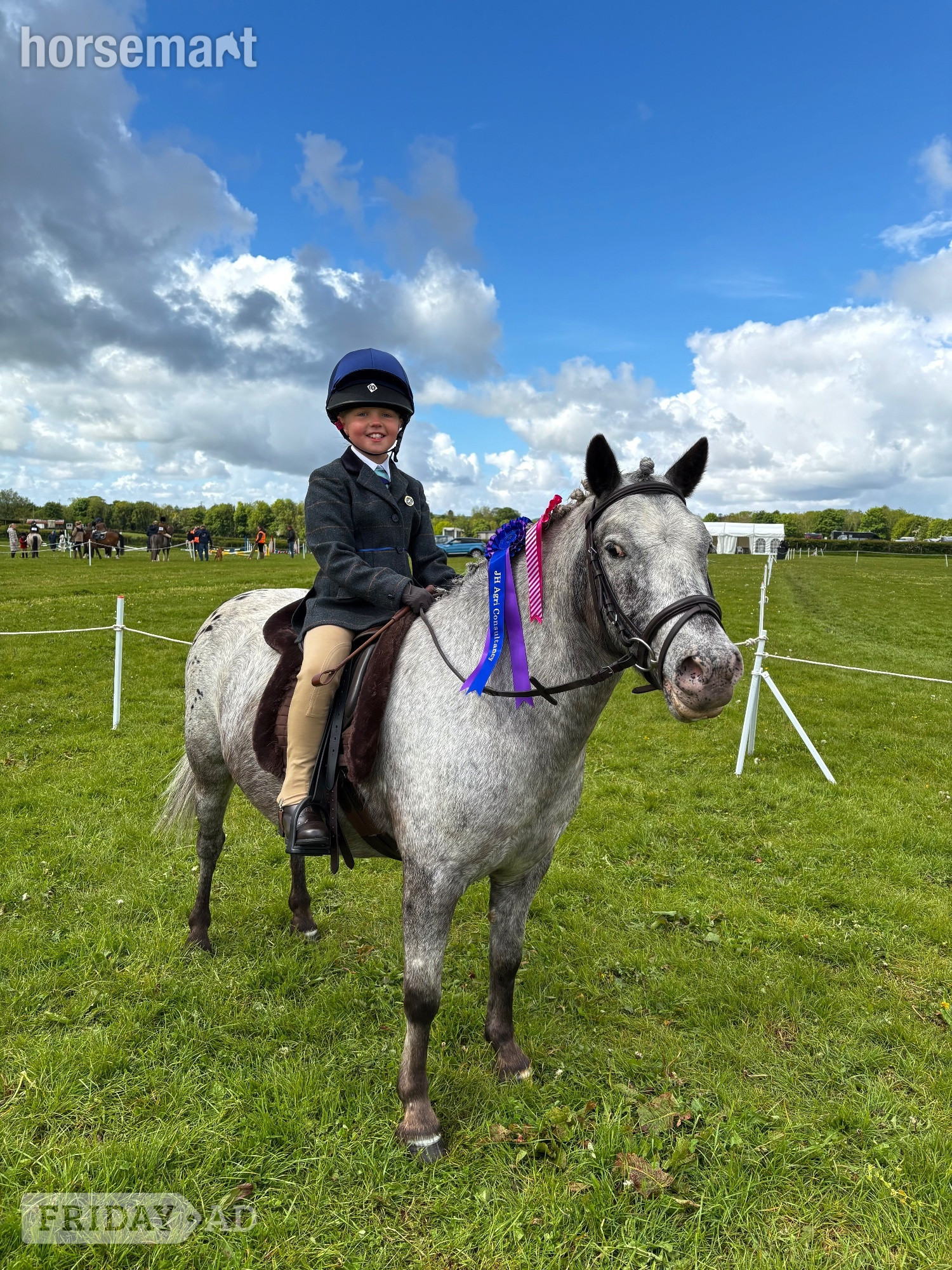 Kendal "Badger" Few Spot Gelding All Rounder