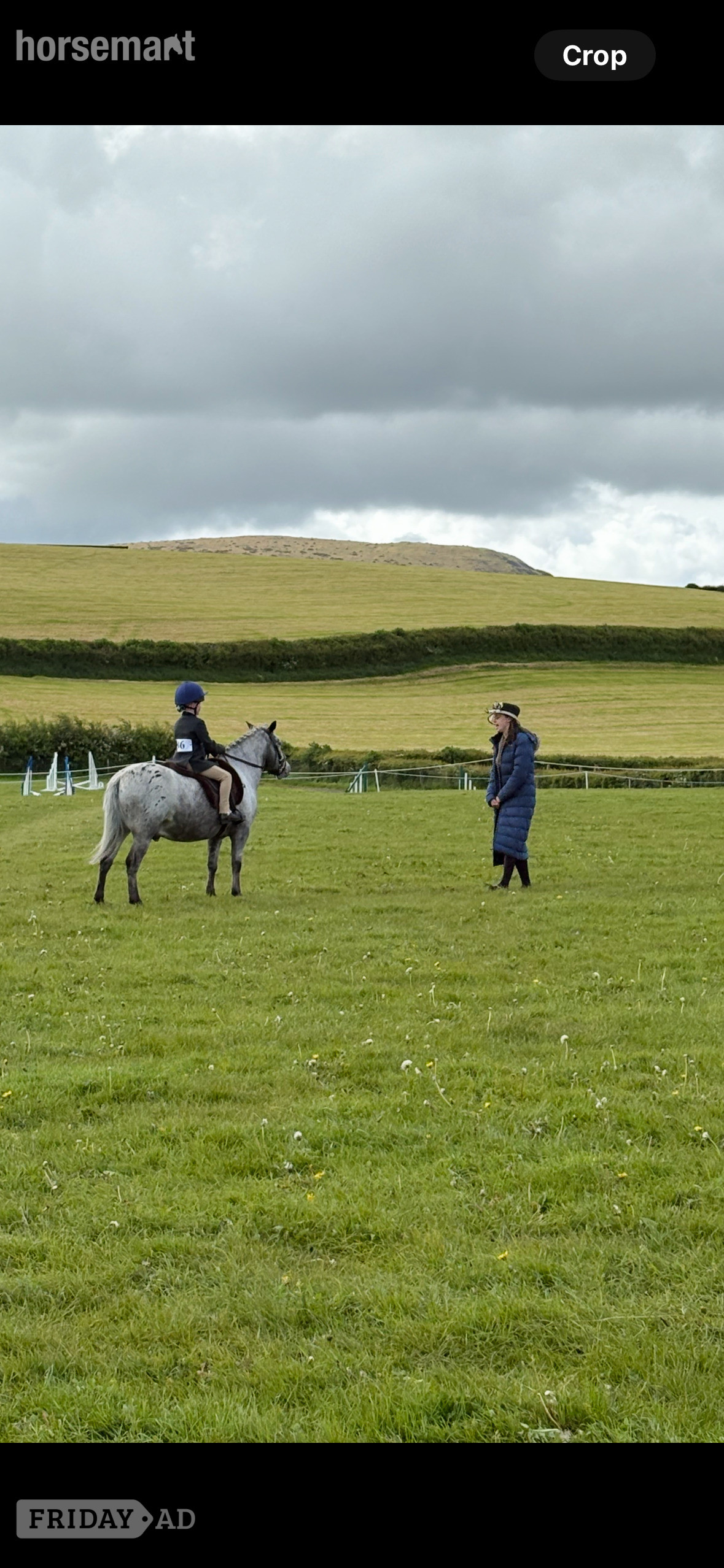 "Badger" Few Spot Gelding All Rounder - Horses in Kendal