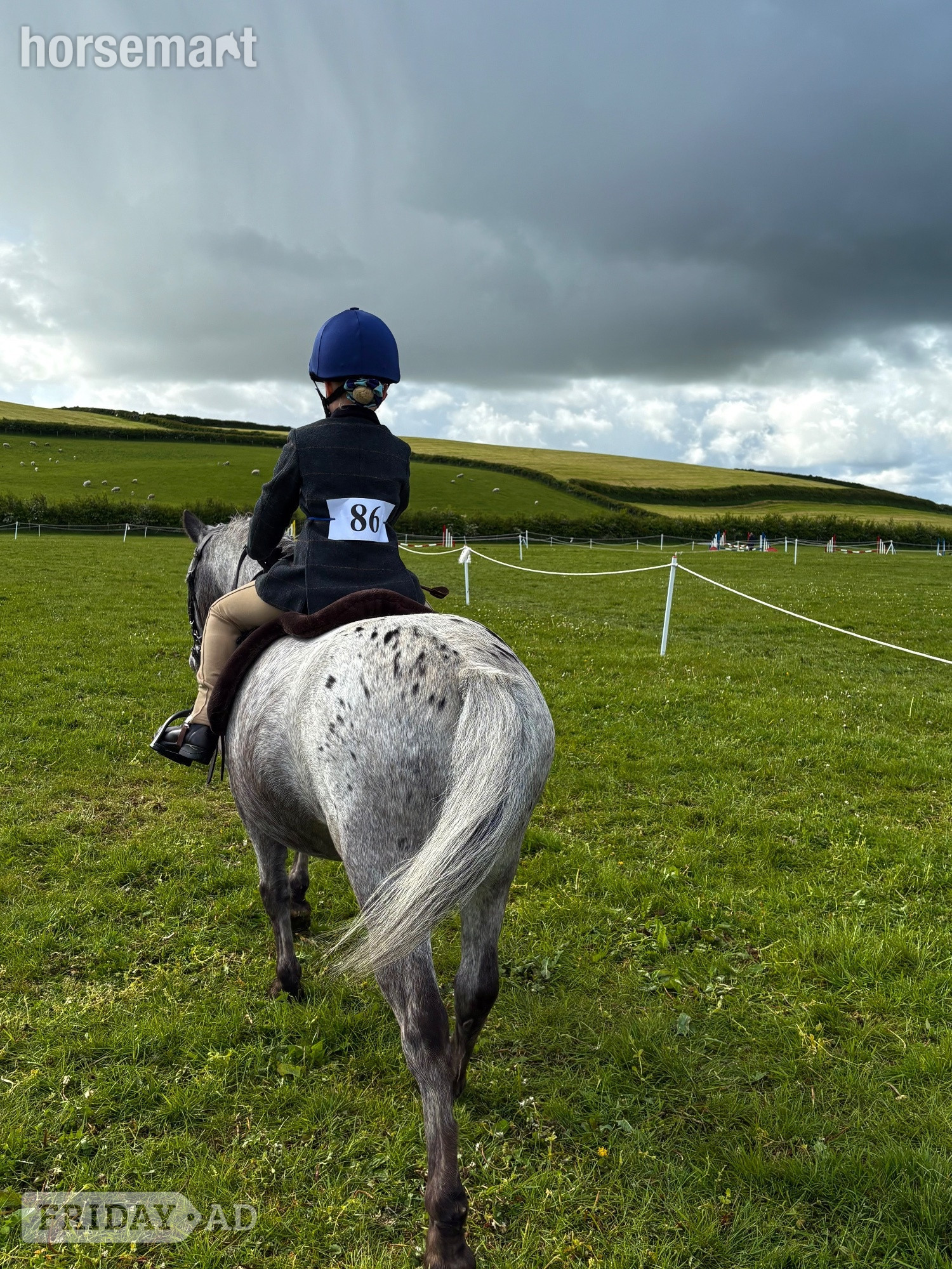 "Badger" Few Spot Gelding All Rounder - Horses