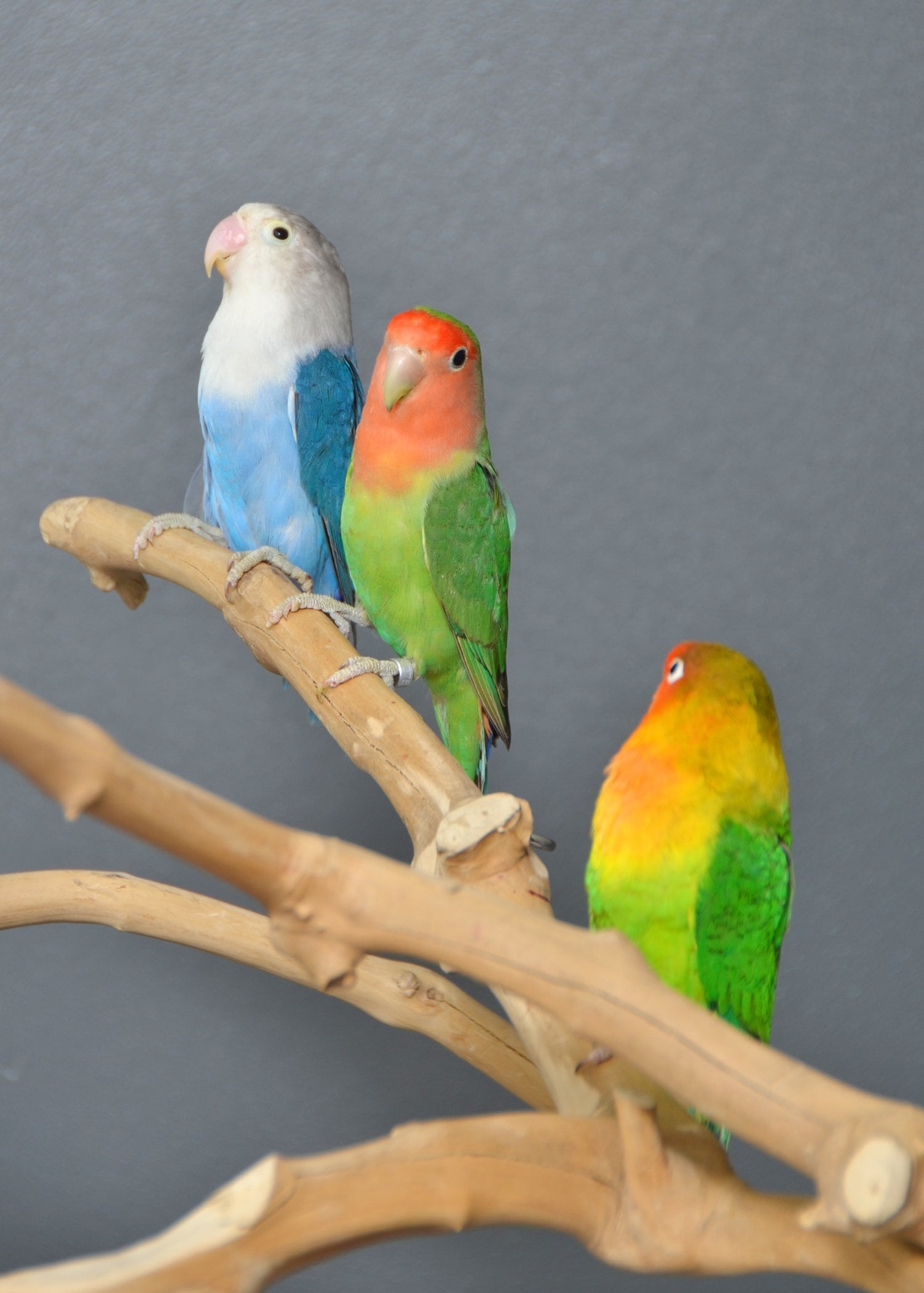 Birmingham Talking Parrots and birds Available