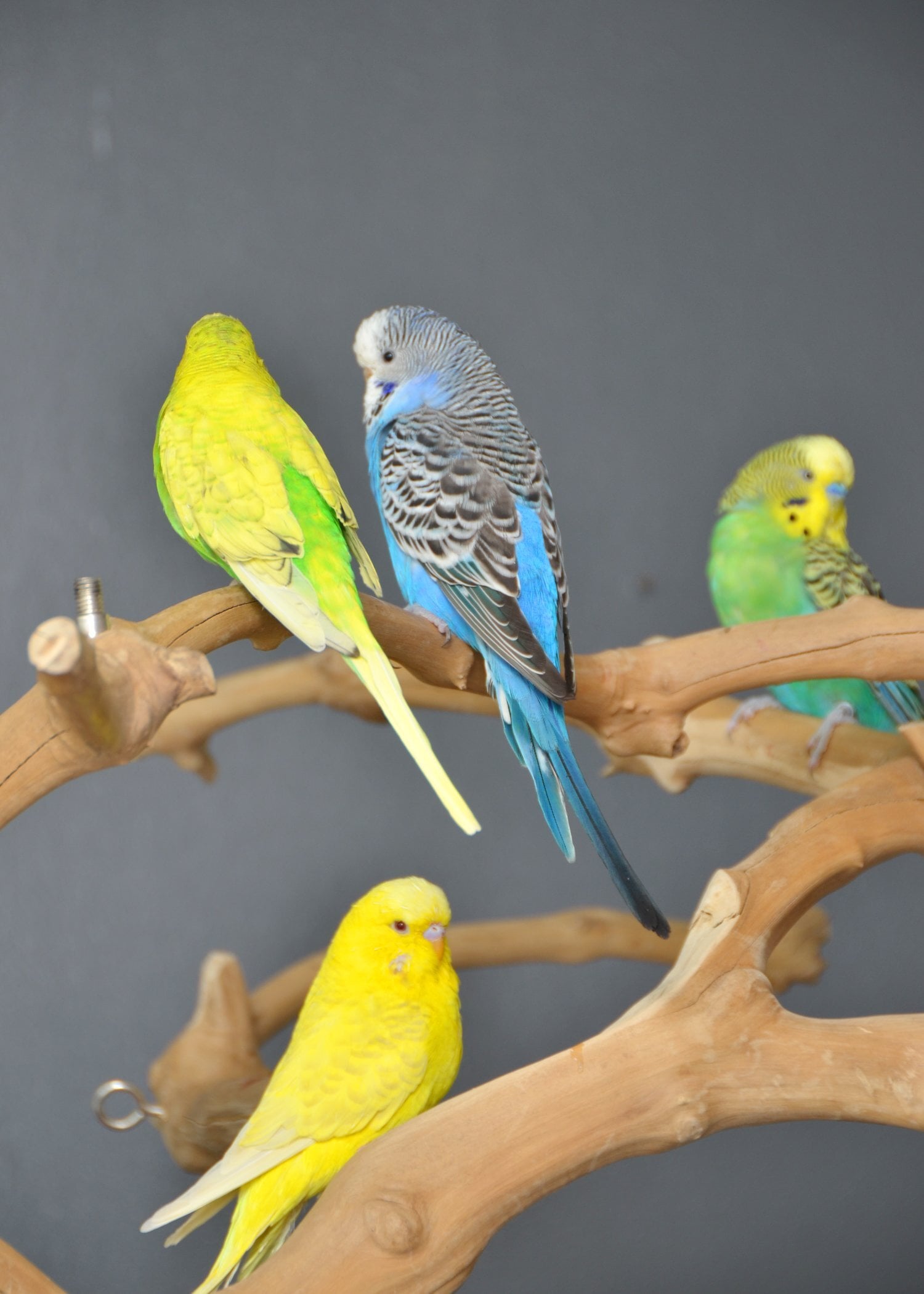 Talking Parrots and birds Available - Birds