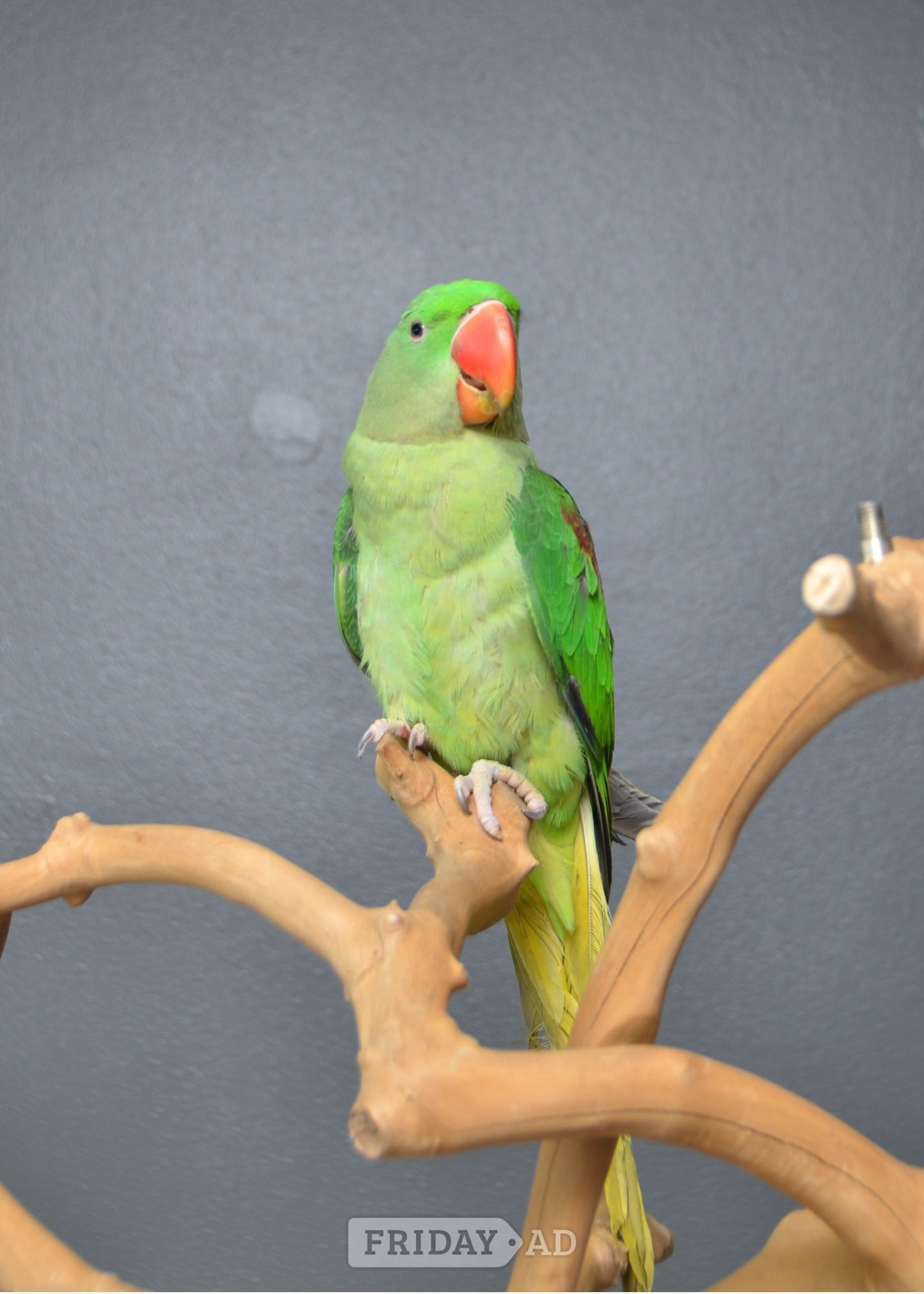 Talking Parrots and birds Available in Birmingham