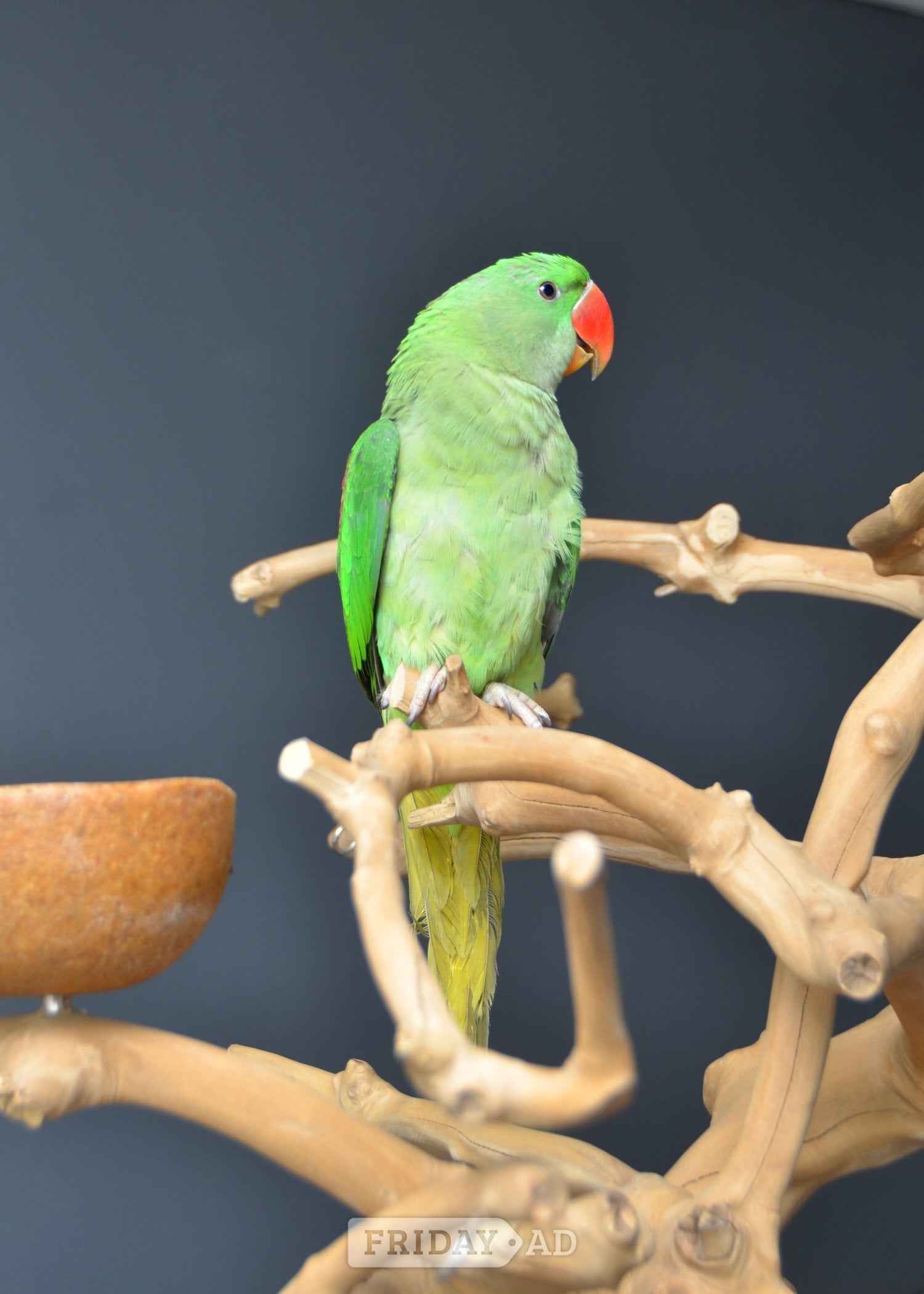 Talking Parrots and birds Available