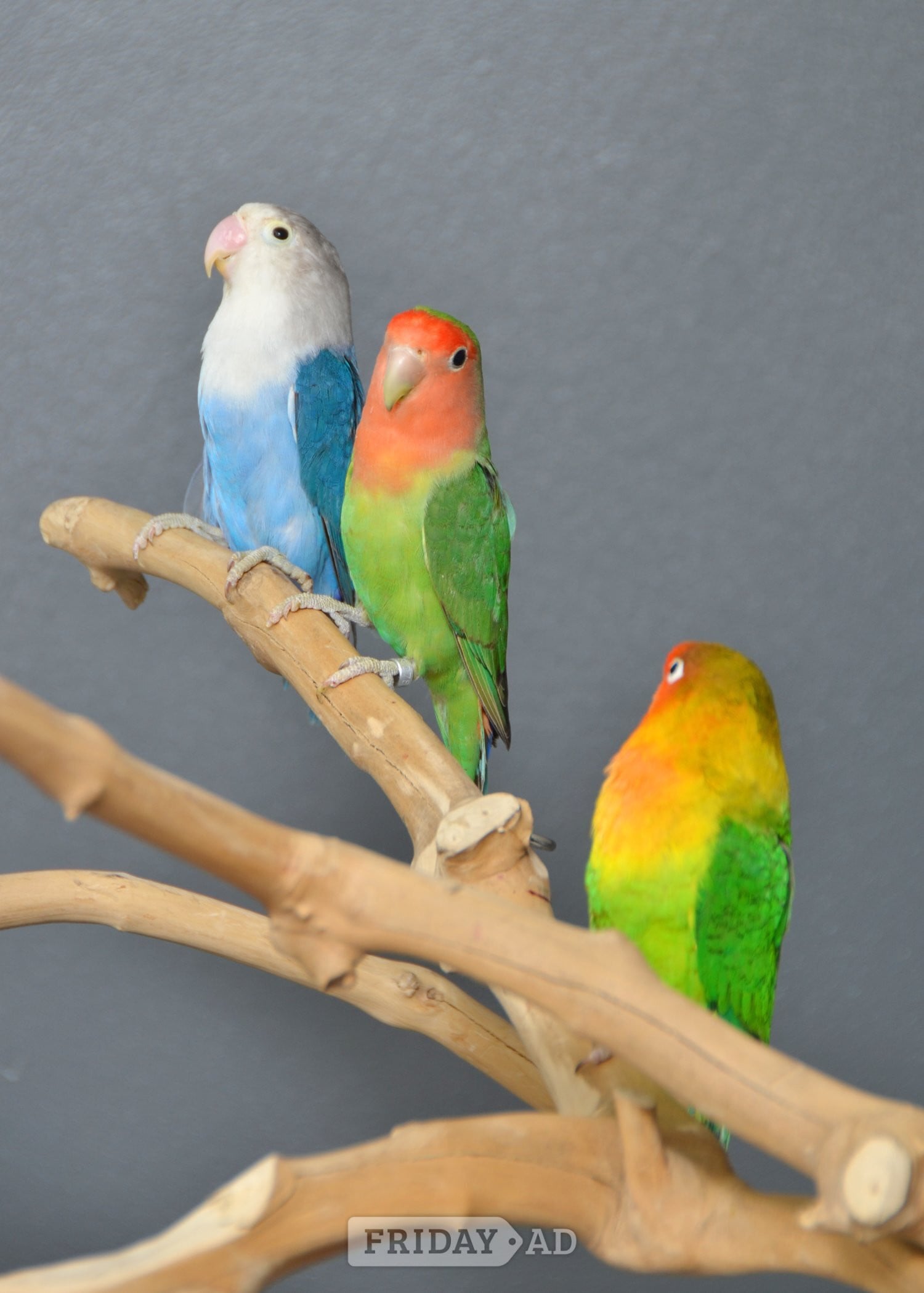 Birmingham Talking Parrots and birds Available