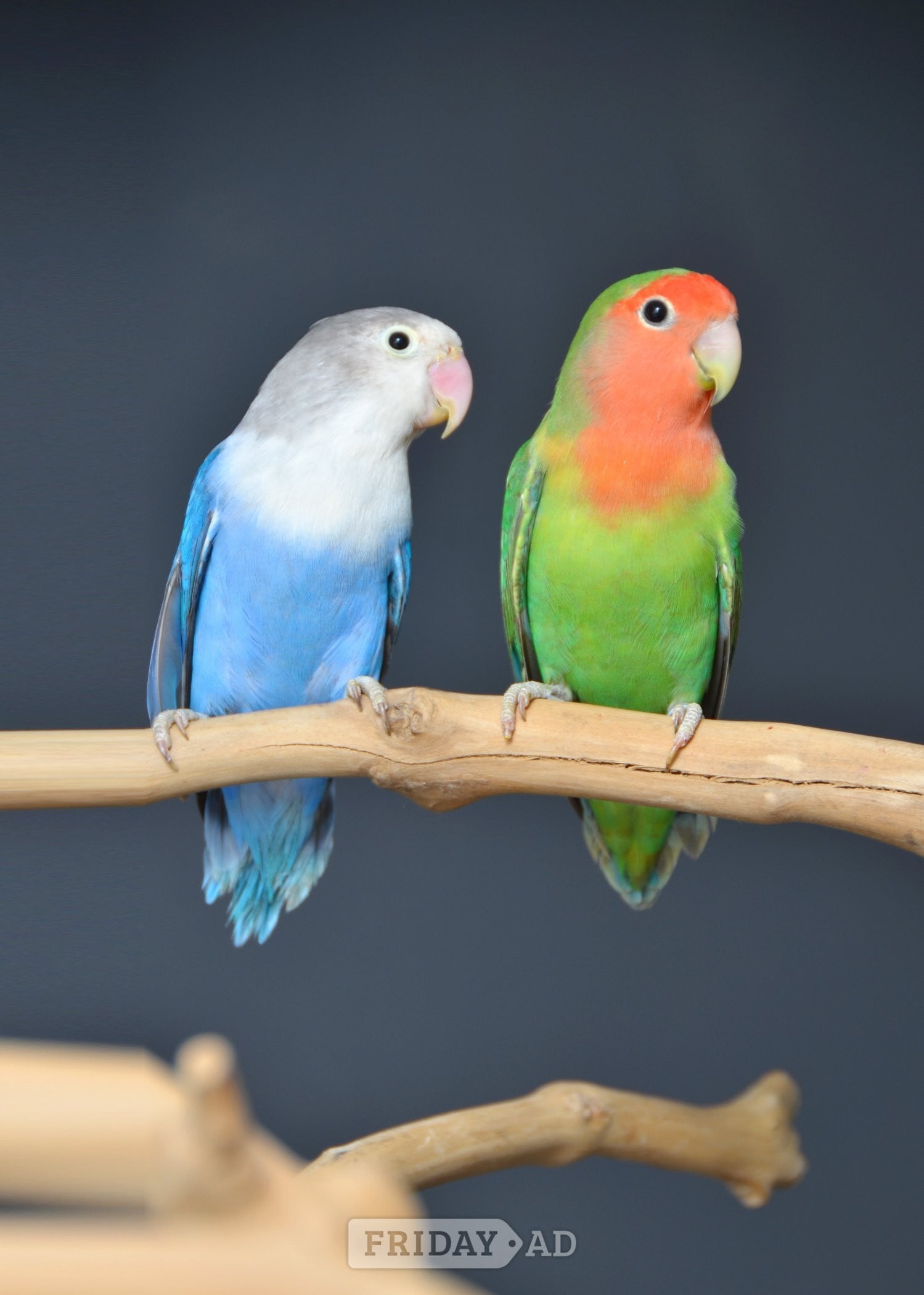 Talking Parrots and birds Available - Birds in Birmingham